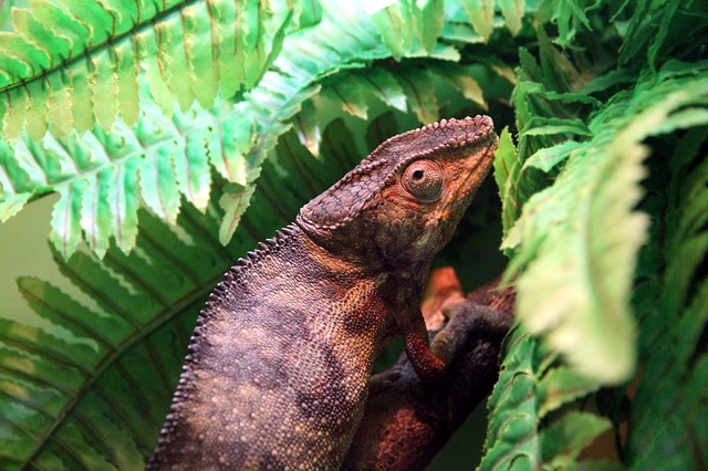 různobarevný chameleon na větvi